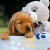 Image of Sadie, a Golden Retriever puppy