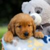 Image of Sadie, a Golden Retriever puppy