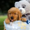 Image of Sadie, a Golden Retriever puppy