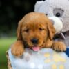 Image of Sadie, a Golden Retriever puppy