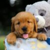 Image of Sadie, a Golden Retriever puppy