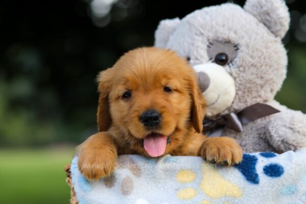 Image of Sadie, a Golden Retriever puppy