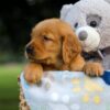 Image of Sadie, a Golden Retriever puppy