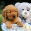 Image of Sammi, a Golden Retriever puppy