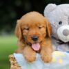 Image of Sammi, a Golden Retriever puppy