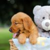 Image of Sammi, a Golden Retriever puppy