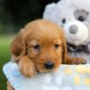 Image of Sara, a Golden Retriever puppy