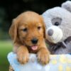 Image of Sara, a Golden Retriever puppy