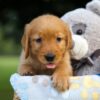 Image of Sara, a Golden Retriever puppy