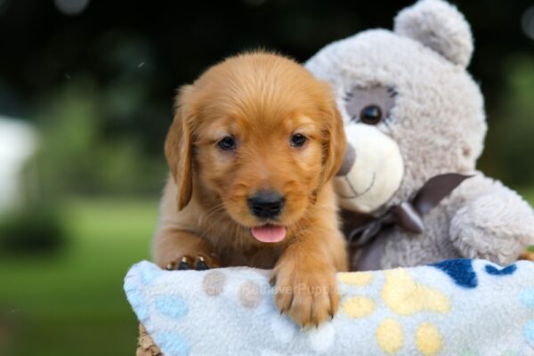 Image of Sara, a Golden Retriever puppy