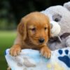 Image of Sara, a Golden Retriever puppy