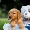 Image of Sara, a Golden Retriever puppy