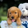 Image of Sara, a Golden Retriever puppy