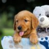 Image of Sara, a Golden Retriever puppy
