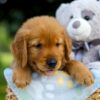 Image of Silas, a Golden Retriever puppy