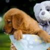 Image of Silas, a Golden Retriever puppy