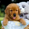 Image of Silas, a Golden Retriever puppy