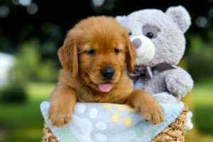 Image of Silas, a Golden Retriever puppy