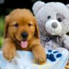 Image of Silas, a Golden Retriever puppy