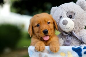 Image of Simba, a Golden Retriever puppy