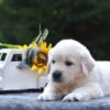 Image of Skip, a Golden Retriever puppy