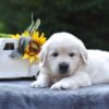 Image of Skip, a Golden Retriever puppy