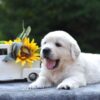 Image of Skip, a Golden Retriever puppy
