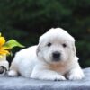 Image of Skip, a Golden Retriever puppy