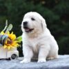 Image of Skip, a Golden Retriever puppy