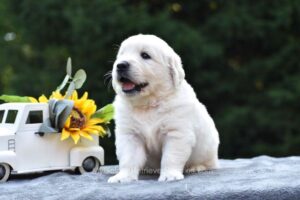 Image of Skip, a Golden Retriever puppy