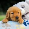 Image of Smokey, a Golden Retriever puppy