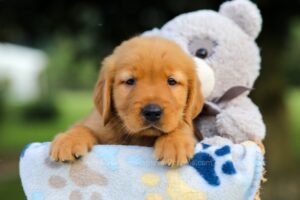 Image of Smokey, a Golden Retriever puppy