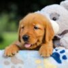 Image of Smokey, a Golden Retriever puppy