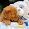 Image of Storm, a Golden Retriever puppy