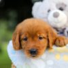 Image of Storm, a Golden Retriever puppy