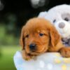 Image of Storm, a Golden Retriever puppy