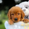 Image of Storm, a Golden Retriever puppy