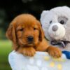 Image of Storm, a Golden Retriever puppy