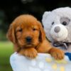 Image of Storm, a Golden Retriever puppy