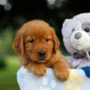 Image of Storm, a Golden Retriever puppy