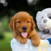 Image of Storm, a Golden Retriever puppy