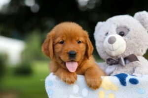 Image of Storm, a Golden Retriever puppy