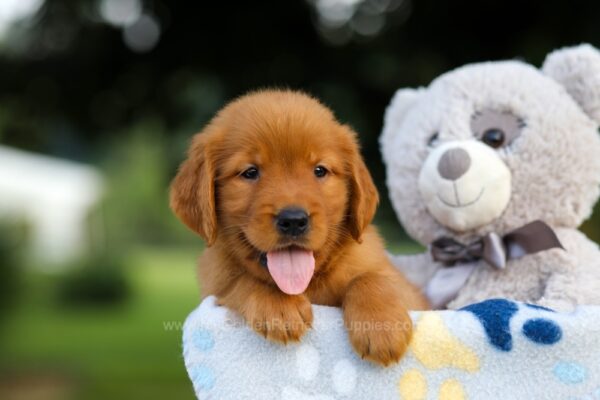 Image of Storm, a Golden Retriever puppy