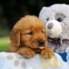 Image of Sugar, a Golden Retriever puppy