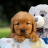 Image of Sugar, a Golden Retriever puppy