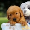 Image of Sugar, a Golden Retriever puppy