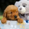 Image of Sugar, a Golden Retriever puppy