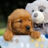 Image of Sugar, a Golden Retriever puppy