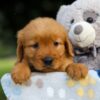 Image of Sugar, a Golden Retriever puppy