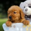 Image of Sugar, a Golden Retriever puppy